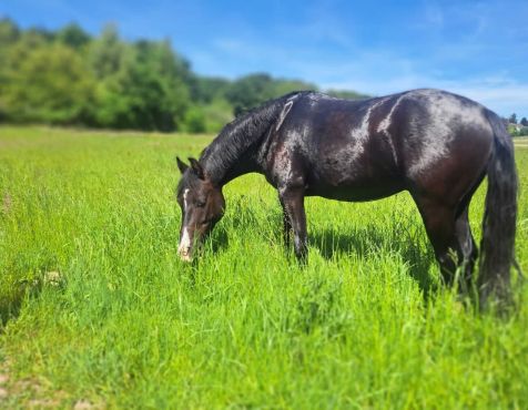 Schulpony Man in Black (Blacky) - Kleve - Materborn Reitschule