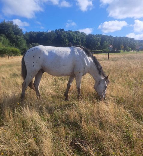 Schulpony Peppino - Kleve - Materborn Reitschule
