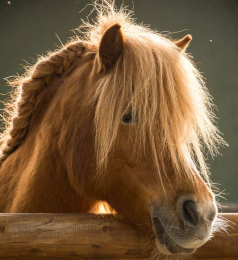 Schulpony Deli - Kleve - Materborn Reitschule
