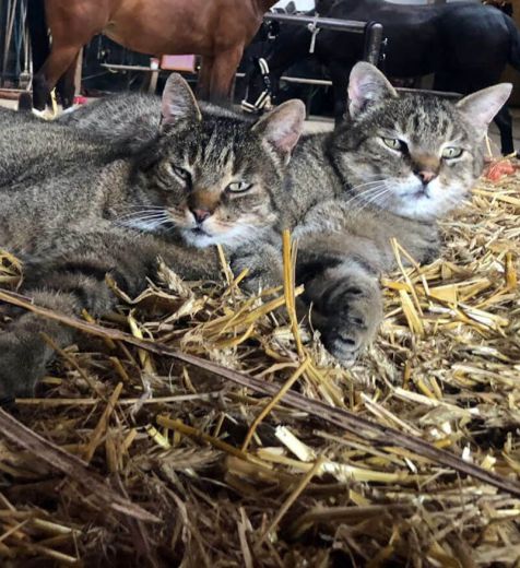 Tom & Jerry - Unsere Hofkatzen