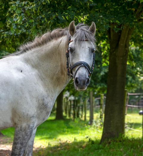 Schulpony Karlchen - Kleve - Materborn Reitschule
