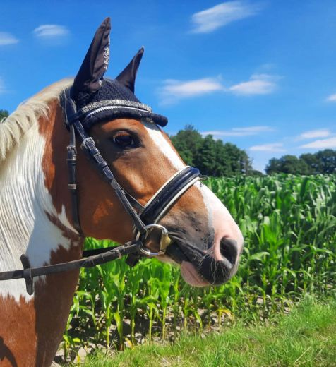 Schulpony JILLZ (JOLIE) - Kleve - Materborn Reitschule