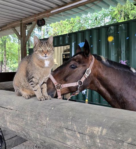 Schulpony Fury - Kleve - Materborn Reitschule