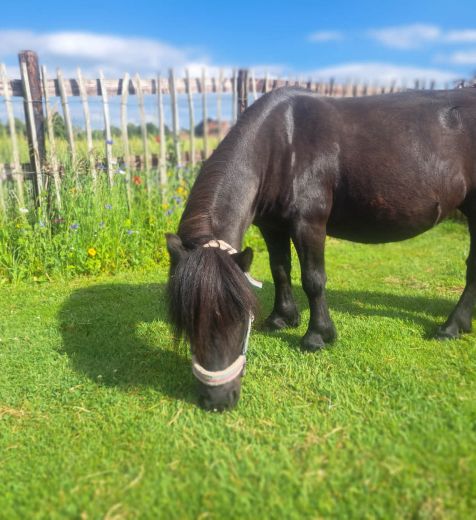 Schulpony Jolly - Kleve - Materborn Reitschule