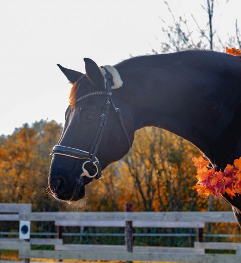 Schulpony Rabauke - Kleve - Materborn Reitschule