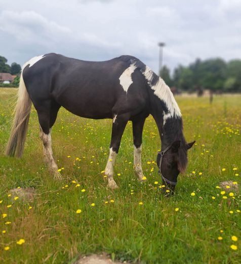 Schulpony Capri - Kleve - Materborn Reitschule